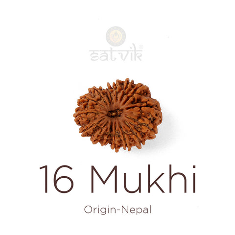 16 Mukhi Rudraksha bead natural Nepali sixteen face Rudraksha. India’s Premium Rudraksha Beads Brand - www.satvikworld.com