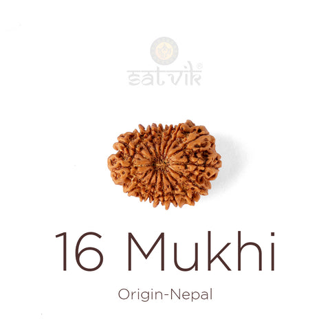 16 Mukhi Rudraksha bead natural Nepali sixteen face Rudraksha. India’s Premium Rudraksha Beads Brand - www.satvikworld.com