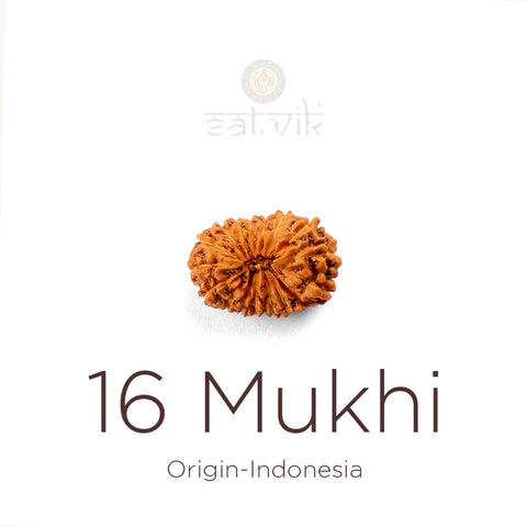 16 Mukhi Rudraksha bead natural Indo sixteen face Rudraksha. India’s Premium Rudraksha Beads Brand - www.satvikworld.com