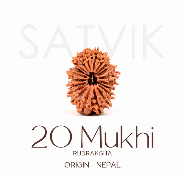 Certified 20 Mukhi Rudraksha Bead – Nepali origin sacred bead representing Lord Brahma, promotes wisdom, creativity, and higher spiritual growth. India’s Largest Brass Idols Brand - www.satvikworld.com