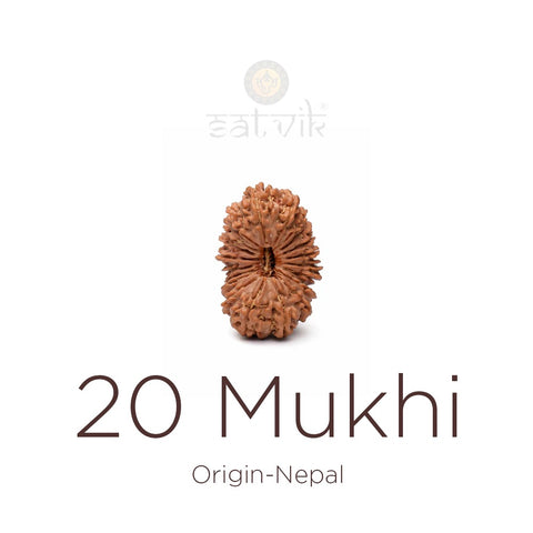 20 Mukhi Rudraksha bead natural Nepali twenty face Rudraksha. India’s Premium Rudraksha Beads Brand - www.satvikworld.com