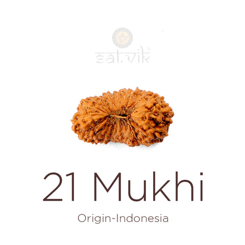 21 Mukhi Rudraksha bead natural Indo twenty one face Rudraksha. India’s Premium Rudraksha Beads Brand - www.satvikworld.com