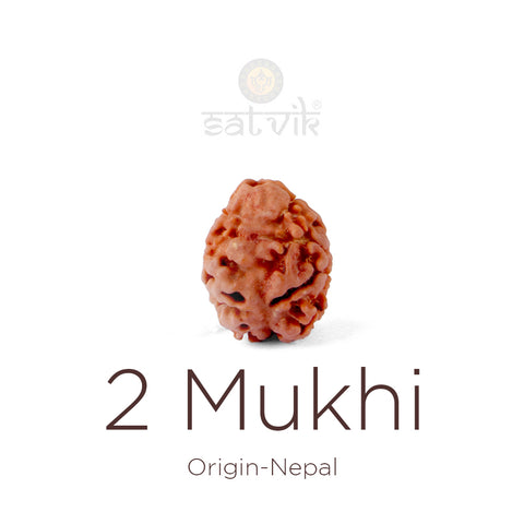 2 Mukhi Rudraksha bead natural Nepali 16.90mm two face Rudraksha. India’s Premium Rudraksha Beads Brand - www.satvikworld.com