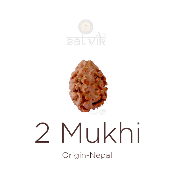 2 Mukhi Rudraksha bead natural Nepali 17.50mm two face Rudraksha. India’s Premium Rudraksha Beads Brand - www.satvikworld.com