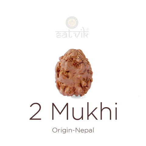 2 Mukhi Rudraksha bead natural Nepali 17.82mm two face Rudraksha. India’s Premium Rudraksha Beads Brand - www.satvikworld.com