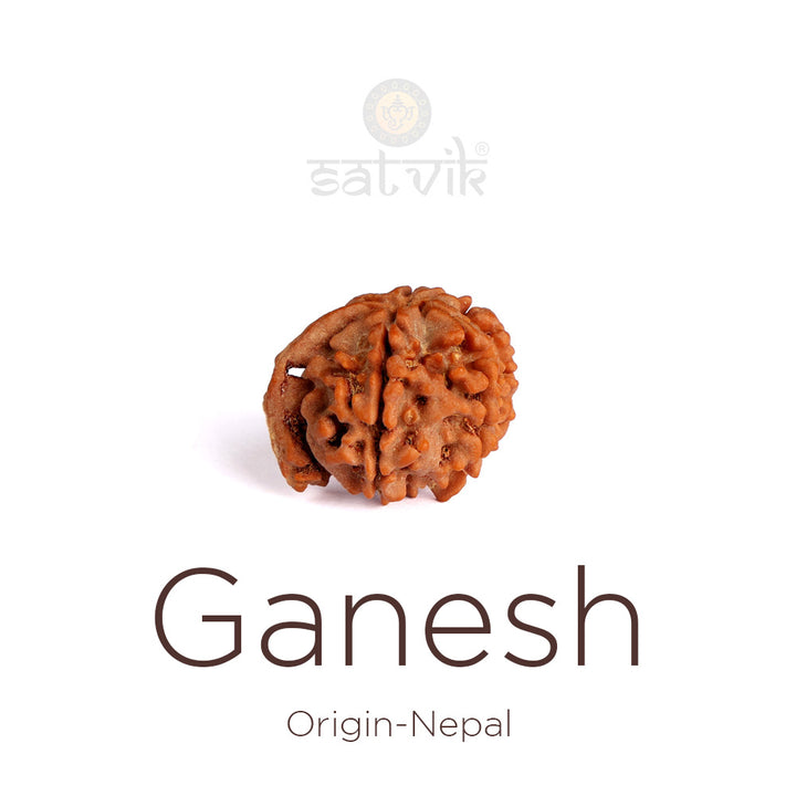 5 Mukhi Ganesh Rudraksha bead natural Nepali regular five face Rudraksha. India’s Premium Rudraksha Beads Brand - www.satvikworld.com