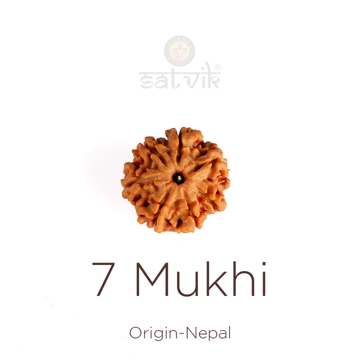7 Mukhi Rudraksha bead natural Nepali collector seven face Rudraksha. India’s Premium Rudraksha Beads Brand - www.satvikworld.com