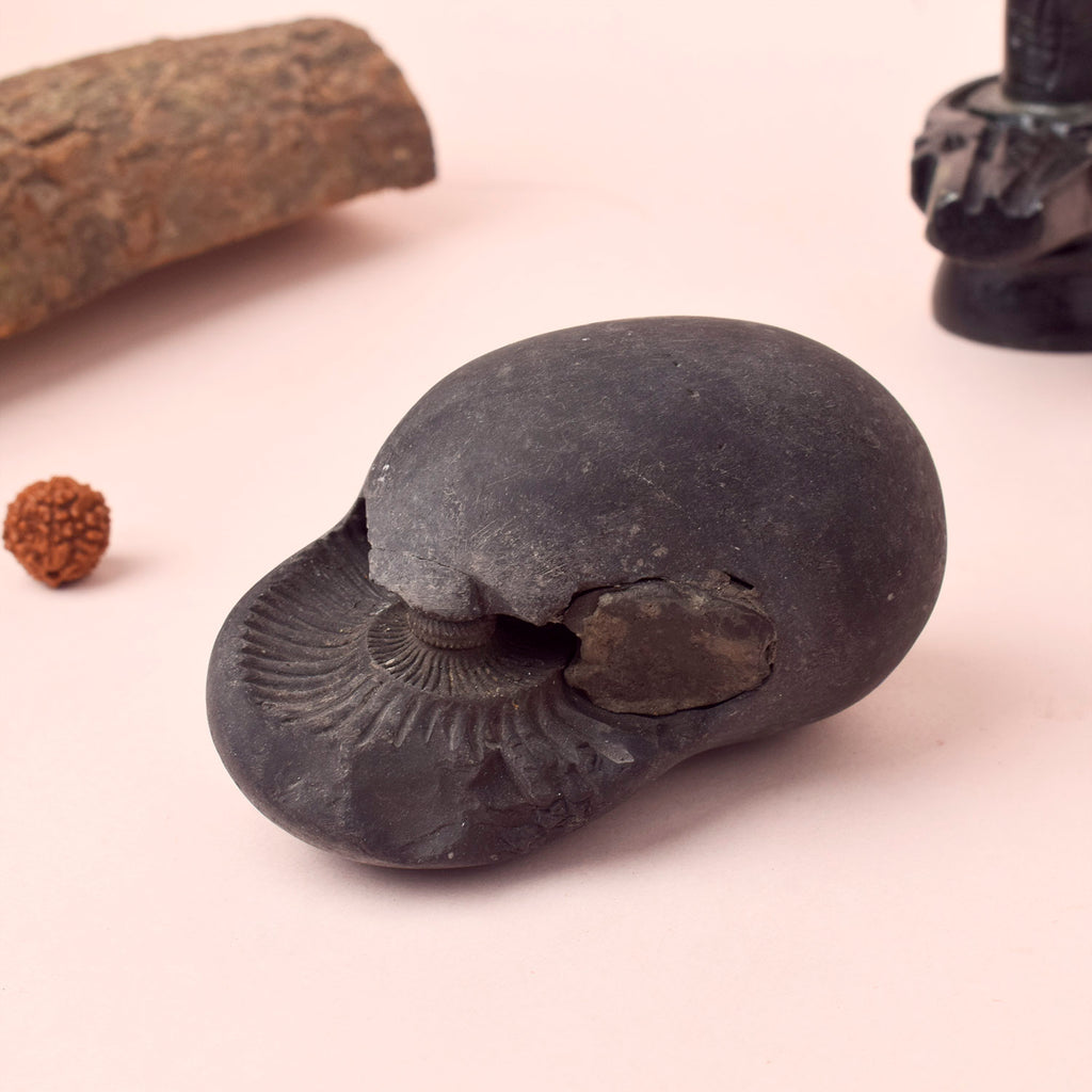 Authentic Kali Gandaki Vishnu Shaligram sacred stone naturally sourced from Nepal River for Hindu puja and Vishnu worship. India’s Largest Pooja Accessories Brand – www.satvikworld.com
