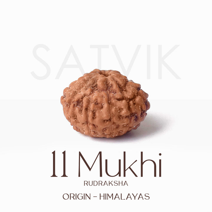 Certified 11 Mukhi brown Rudraksha bead from Indo origin placed on red cloth, symbolizing divine protection, mental clarity, and Lord Hanuman's blessings. India’s Largest Pooja Accessories Brand - www.satvikworld.com