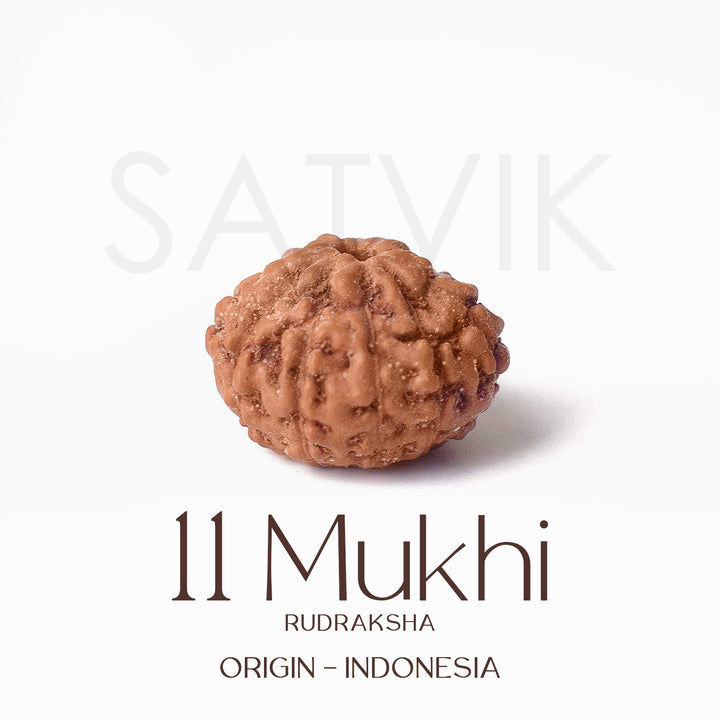 Certified 11 Mukhi brown Rudraksha bead from Indo origin placed on red cloth, symbolizing divine protection, mental clarity, and Lord Hanuman's blessings. India’s Largest Pooja Accessories Brand - www.satvikworld.com