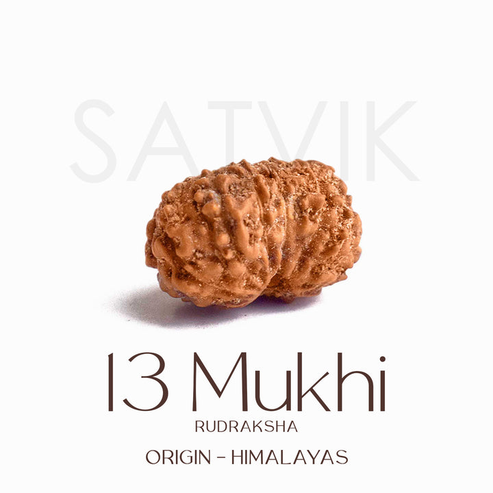 Certified 13 Mukhi Rudraksha bead in brown tone from Indo origin placed on red cloth, symbolizing charm, siddhi, and divine blessings of Venus and Kamadeva. India’s Largest Pooja Accessories Brand - www.satviksworld.com