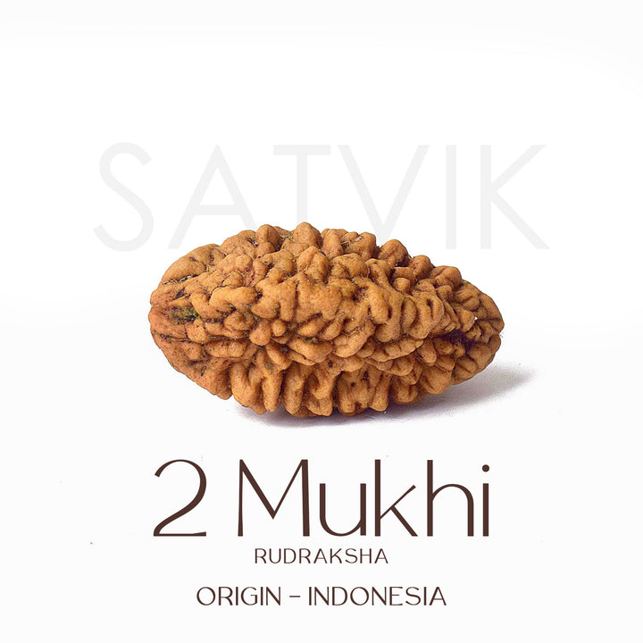 2 Mukhi Rudraksha Beads – Natural Certified Original Rudraksha for Spiritual Balance and Harmony. India’s Largest Pooja Accessories Brand - www.satvikworld.com