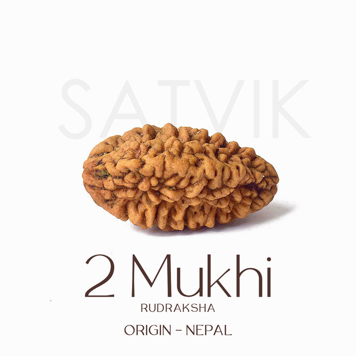 2 Mukhi Rudraksha Beads – Natural Certified Original Rudraksha for Spiritual Balance and Harmony. India’s Largest Pooja Accessories Brand - www.satvikworld.com
