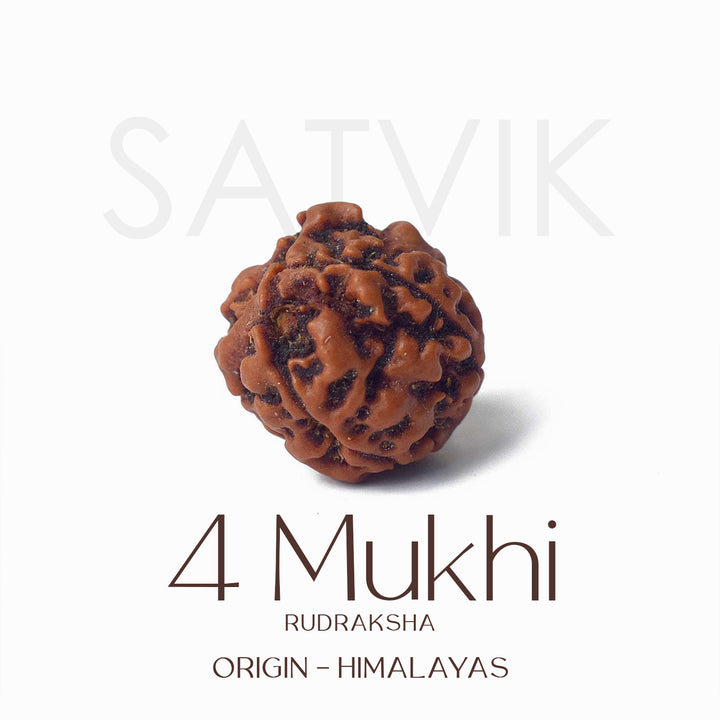 Certified 4 Mukhi natural brown Rudraksha bead placed on red cloth, representing wisdom, speech clarity, and blessings of Lord Brahma. India’s Largest Pooja Accessories Brand - www.satvikworld.com