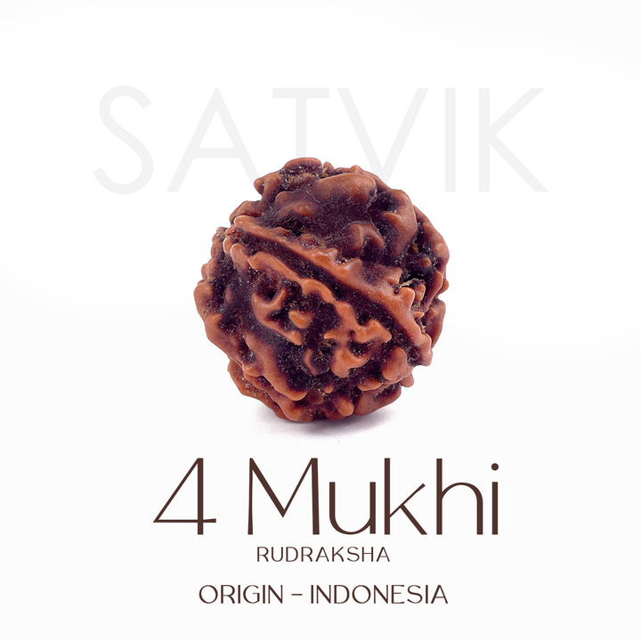 Certified 4 Mukhi natural brown Rudraksha bead placed on red cloth, representing wisdom, speech clarity, and blessings of Lord Brahma. India’s Largest Pooja Accessories Brand - www.satvikworld.com