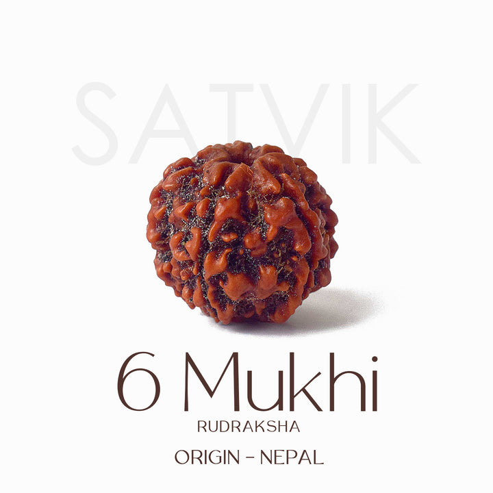 Certified 6 Mukhi brown Rudraksha bead placed on red fabric, symbolizing courage, focus, and inner discipline for spiritual and professional growth. India’s Largest Pooja Accessories Brand - www.satvikworld.com
