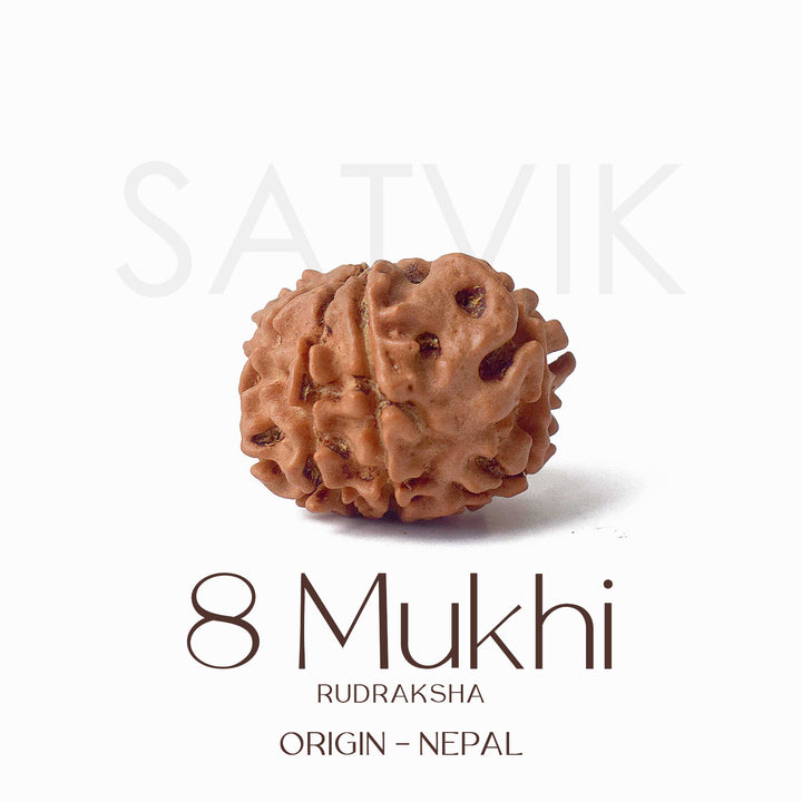 Certified 8 Mukhi Rudraksha bead in natural brown color from Indo origin placed on red cloth for success, clarity, and spiritual protection. India’s Largest Pooja Accessories Brand - www.satvikworld.com