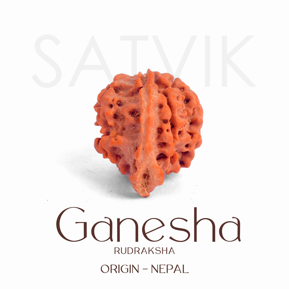 Certified natural Ganesh Mukhi Rudraksha bead from Nepal, showcasing multiple trunk-like protrusions symbolizing Lord Ganesha. India’s Largest Pooja Accessories Brand – www.satvikworldcom
