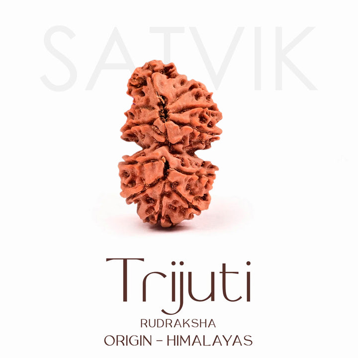 Certified Trijuti Rudraksha Bead – Rare Himalayan bead formed by three naturally joined rudrakshas, symbolizing Trinity (Brahma, Vishnu, Mahesh), representing unity, supreme consciousness, and spiritual power. India’s Largest Brass Idols Brand - www.satvikworld.com