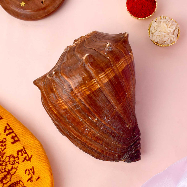 Natural 100% Original Brown Dakshnavarti Shankh for Pooja, Wealth, and Vastu Remedies. India’s Largest Pooja Accessories Brand - www.satvikworld.com