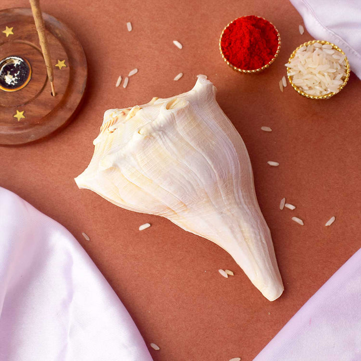 Natural 100% Original Dakshinavarti Shankh (Conch Shell) 12-13 cm for Wealth and Pooja. India’s Largest Pooja Accessories Brand - www.satvikworld.com