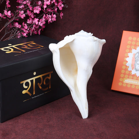 Natural Dakshinavarti Valampuri Shankh 8 inch sacred right-handed conch shell for puja, vastu, and spiritual rituals. India’s Largest Pooja Accessories Brand – www.satvikworld.com

