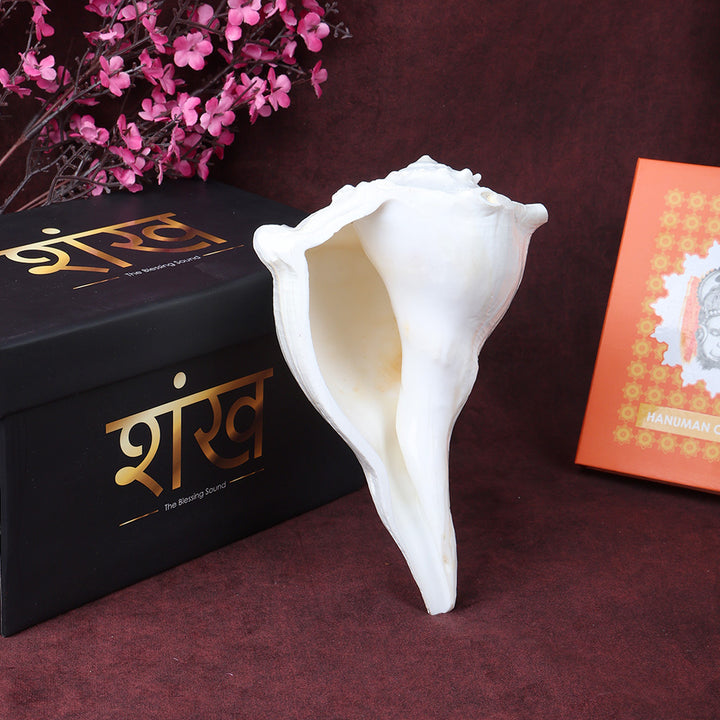 Natural Dakshinavarti Valampuri Shankh 8 inch sacred right-handed conch shell for puja, vastu, and spiritual rituals. India’s Largest Pooja Accessories Brand – www.satvikworld.com


