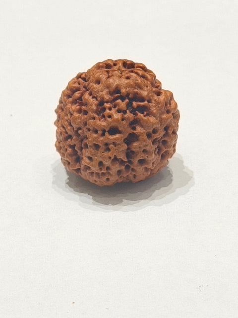 Nirakar Rudraksha bead natural Nepali premium formless Rudraksha. India’s Premium Rudraksha Beads Brand - www.satvikworld.com