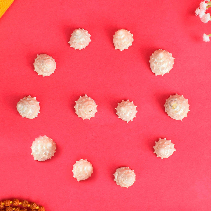 Regular Pearl Shree Laxmi Shankh, a beautiful white conch shell symbolizing wealth and prosperity, ideal for daily pooja rituals and spiritual décor to invite Goddess Lakshmi’s divine blessings. India’s Largest Pooja Accessories Brand - www.satvikworld.com