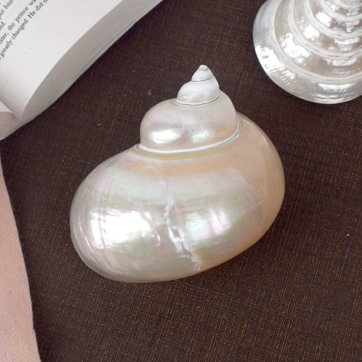 Moti Shipe Shankh (Turbo marmoratus) for peace and prosperity – India’s Largest Pooja Accessories Brand – www.satvikworld.com