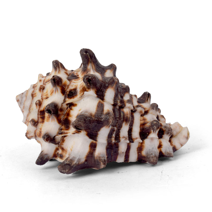 Rahu Shankh (Vasum turbinellus) for Rahu dosha and vastu protection – India’s Largest Pooja Accessories Brand – www.satvikworld.com