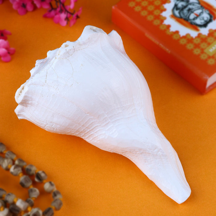 authentic Dakshinavarti Shankh (right-handed conch shell) used in Hindu rituals and temple worship, placed on a traditional cloth. India’s Largest Pooja Accessories Brand – www.satvikworld.com