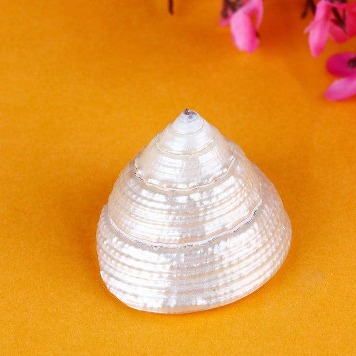 Natural Pearl Shree Laxmi Ji Shankh, a sacred conch shell with divine energy, perfect for worship and invoking Laxmi Ji's blessings. India’s Largest Pooja Accessories Brand – www.satvikworld.com