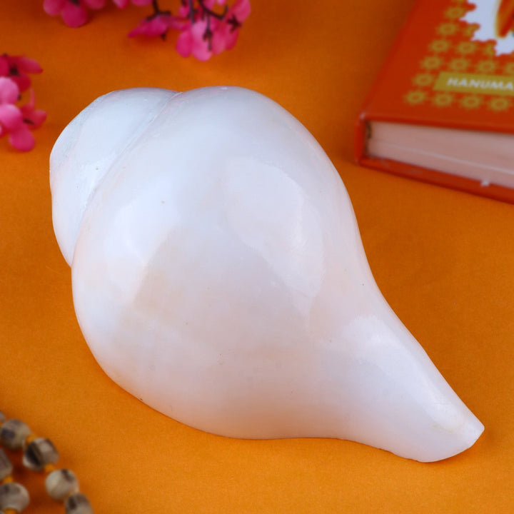 Natural Vamavarti Shankh (Conch Shell) placed elegantly, ideal for traditional Hindu rituals and temple pooja use. India’s Largest Pooja Accessories Brand – www.satvikworld.com